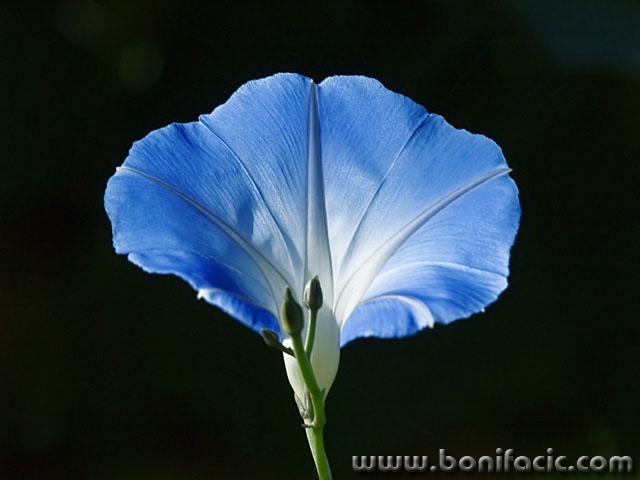 macro___Blue___Kriznica, Croatia.