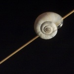 macro___Circus Artist___