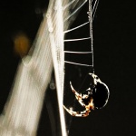 macro___Clifhanger___Djurdjevac, Croatia.