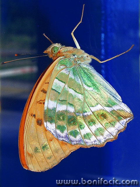 macro___Climber___Punat, Croatia.