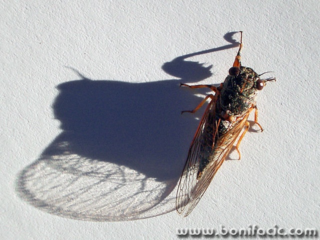 macro___Cricket___Punat, Croatia.