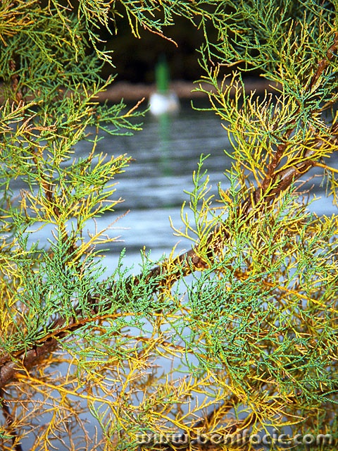 tamarisjesensvjetionik1mal