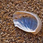 macro___Ear___Punat, Croatia.