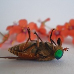 macro___Feels Like Heaven___