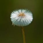 macro___Franciscan Haircut___Velebit, Croatia.