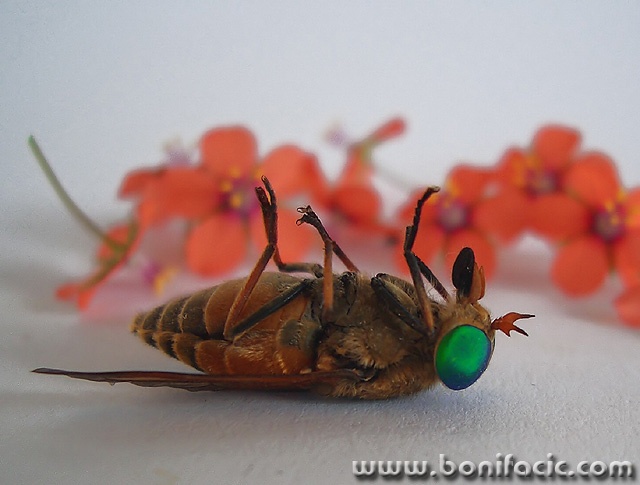 macro___Feels Like Heaven___