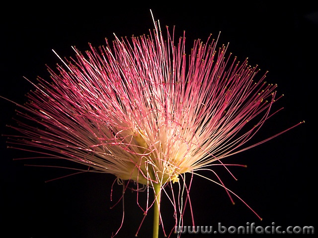 macro___Fireworks___