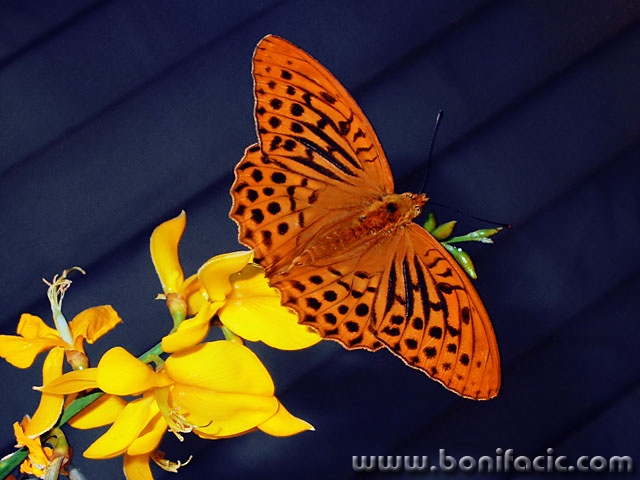 macro___Flying Butter___Punat, Croatia.