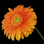 macro___Green Heart___