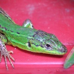macro___Greenich___Punat, Croatia.
