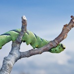 macro___Gus___Punat, Croatia.