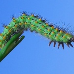 macro___Gymnastic___