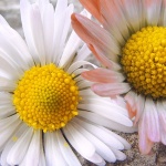 macro___Hearts___