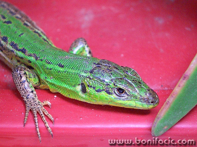 macro___Greenich___Punat, Croatia.