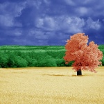 digital___Four Seasons___Istra, Croatia.