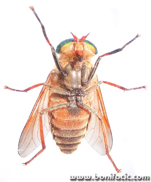 macro___Hand Over___