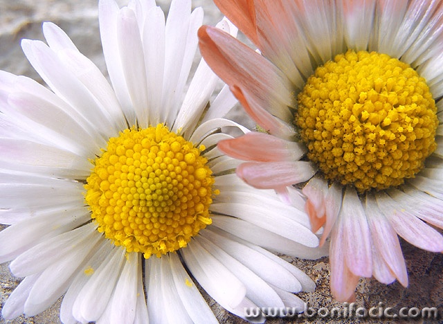 macro___Hearts___