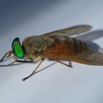 macro___Horsefly___