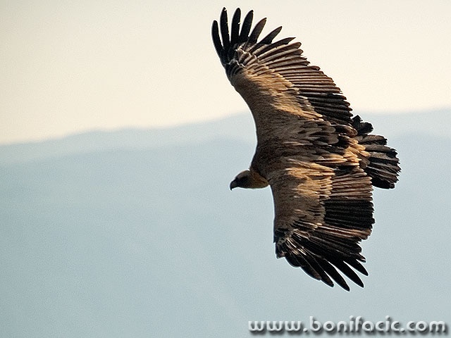 animals___Attack___Beli, Croatia.