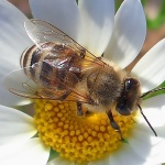 macro___I - Bee___