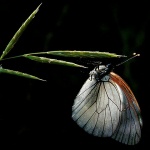 macro___In Love___Punat, Croatia.