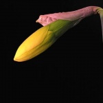 macro___It's Girl___