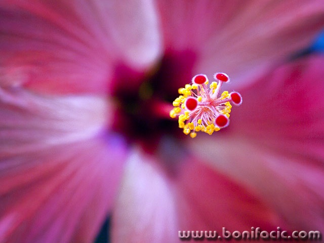 hibiskus3 copymal