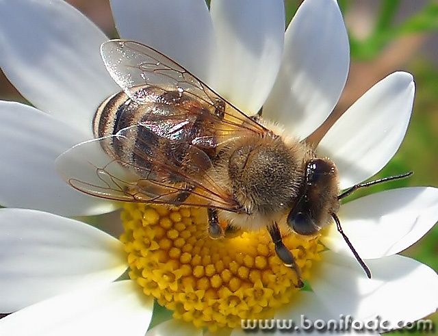 macro___I - Bee___