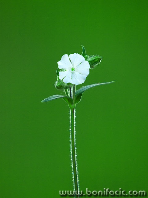rozica1 copymal