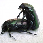 macro___Love Is In The Air___