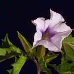 macro___Night Walker___