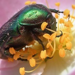 macro___Nirvana___