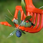 macro___Oliver___Punat, Croatia.