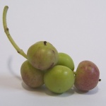 macro___Paradoxical Olive___