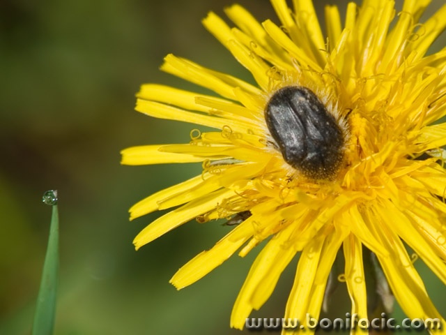 macro___Morning Drop___Svica, Croatia.