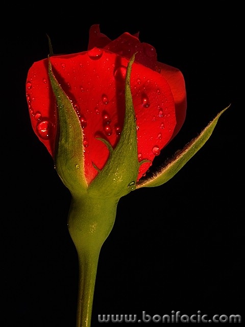 macro___My Mother's Namesake___