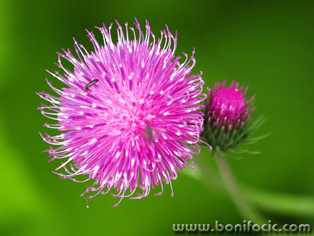 macro___Pink___Klek, Croatia.