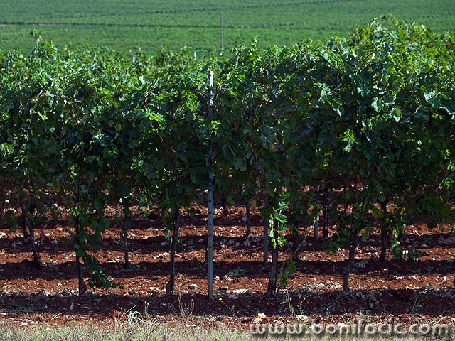 P9151155 copy