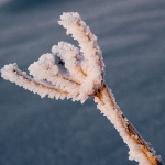 macro___Rafter___Gorski Kotar, Croatia.