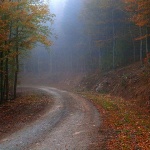 bjelolasica5 copymal