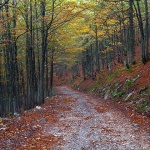 bjelolasica6 copymal