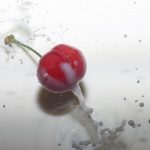 macro___Ranunculus___