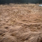 nivabjelolasica1 copymal