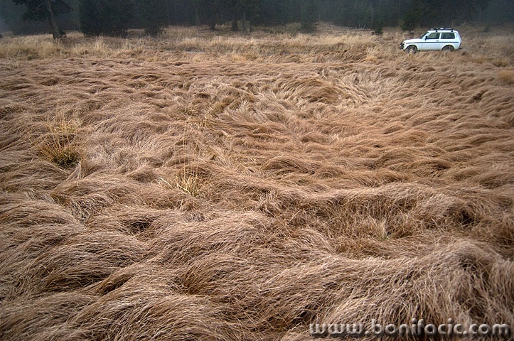 nivabjelolasica1 copymal