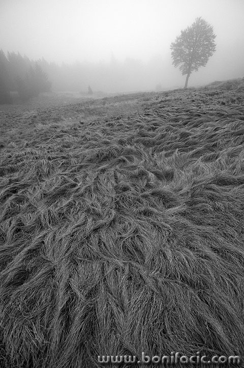 bjelolasica2 copymal