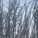 macro___Rime___Ogulin, Croatia.