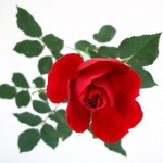 macro___Rose On The Snow___