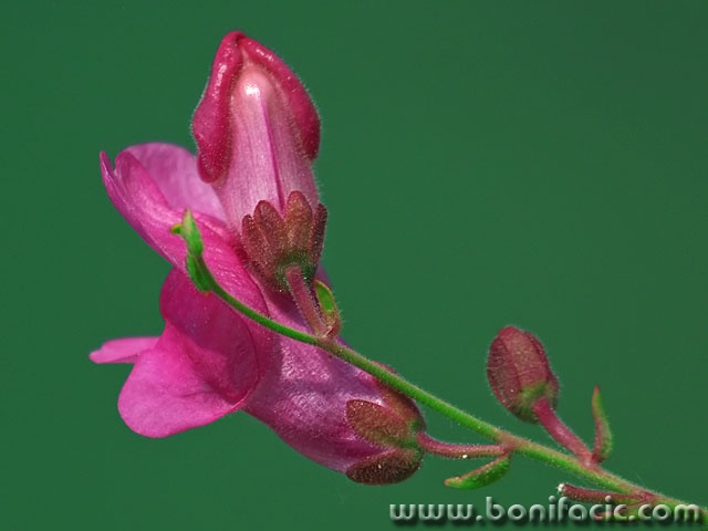 macro___Puppy___Rab, Croatia.