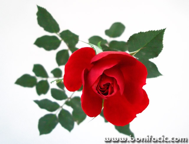 macro___Rose On The Snow___