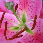 macro___Satellites___